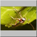 Perithous cf scurra - Schlupfwespe 12a 9mm-fdet03.jpg